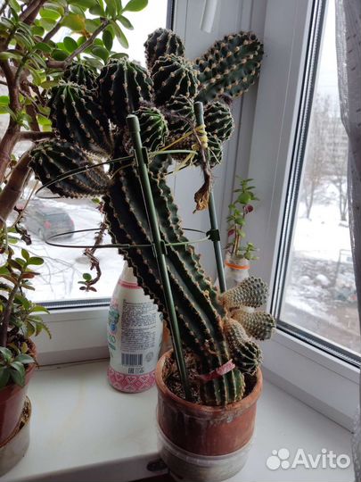 Продам цветы комнатные