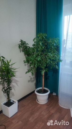 Фикус бенджамина пестролистный