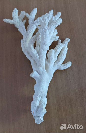 Ветки морского коралла