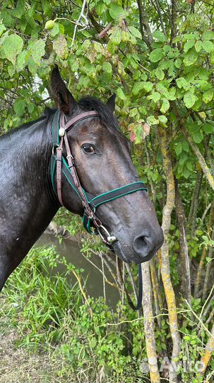 Карачаевский жеребец