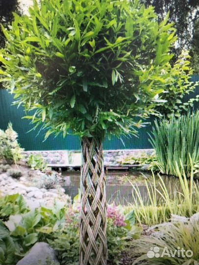 Плетеные деревья из ивы. Русская пальма