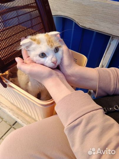 Кошка в добрые руки