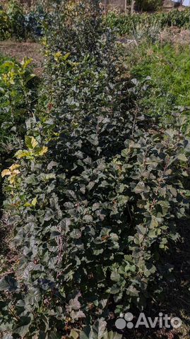 Саженцы боярышника обыкновенного