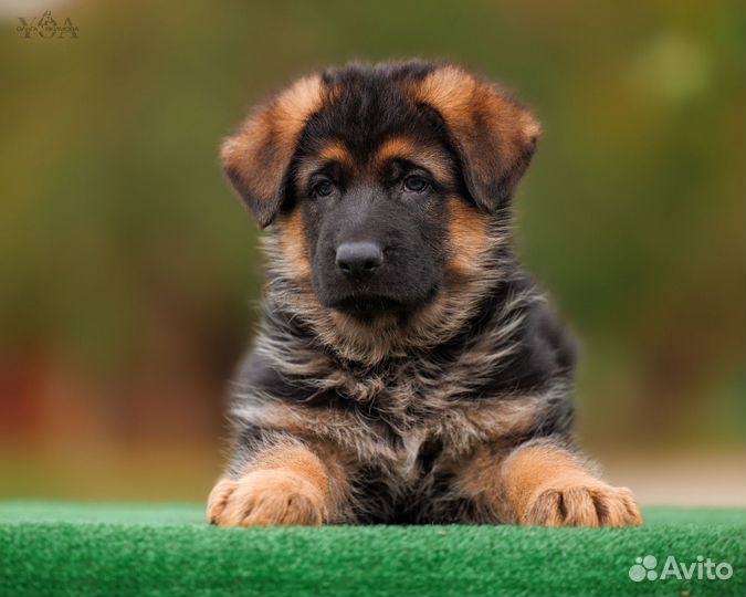 Немецкая овчарка