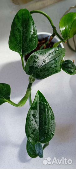 Филодендрон