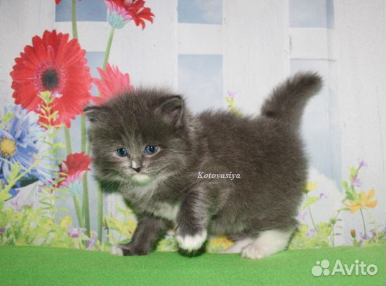 Сибирский котик