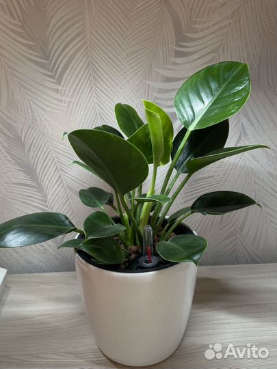 Филодентрон Грин Принцесс