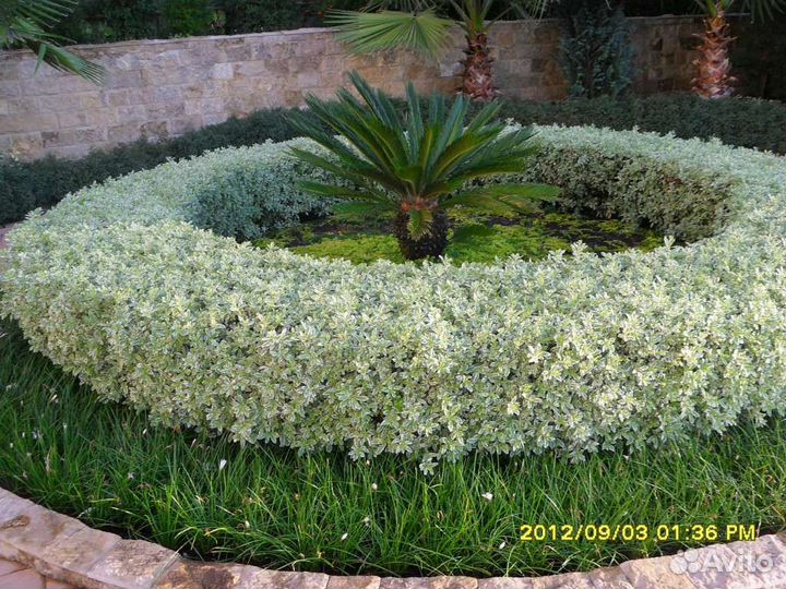 Зиферантус