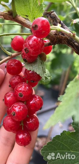 Смородина красная