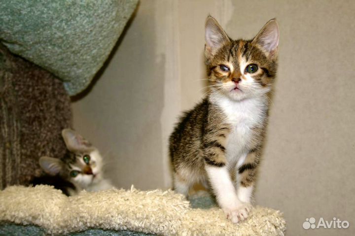 Котята из приюта в дар