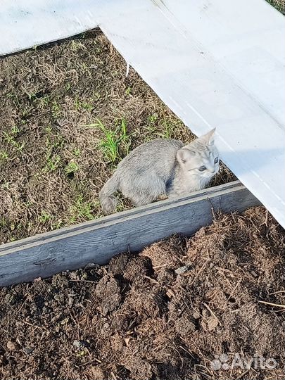 Кошка в дар бесплатно