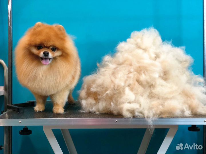 Грумер. Стрижка, вычес, мытье собак/кошек. Скидки