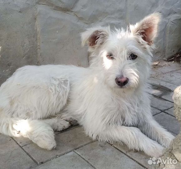 Щенок девочка терьер метис (мало времени)