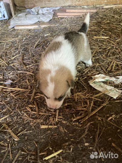 Щенки в добрые руки даром