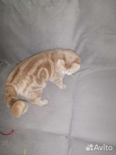Шотландский кот вязка