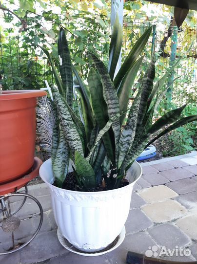 Комнатные цветы