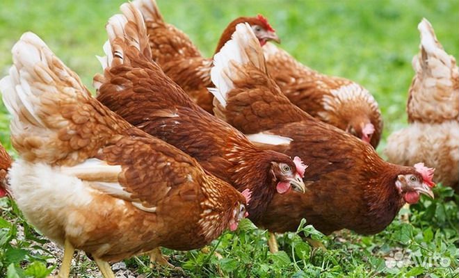 Несушки на дом