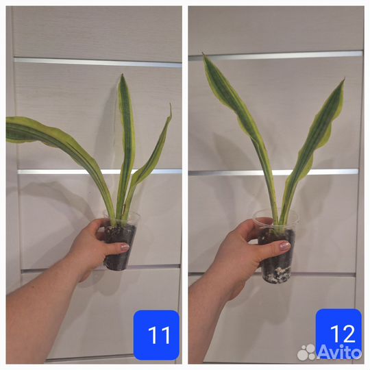 Сансевиерия Аубрутиана Еллоу Стоун