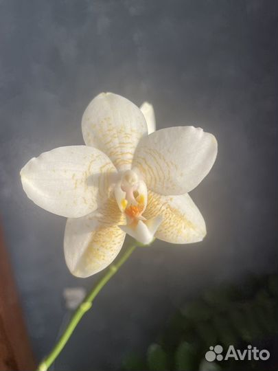 Орхидея цветет