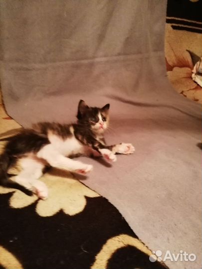 Кошечка на удачу