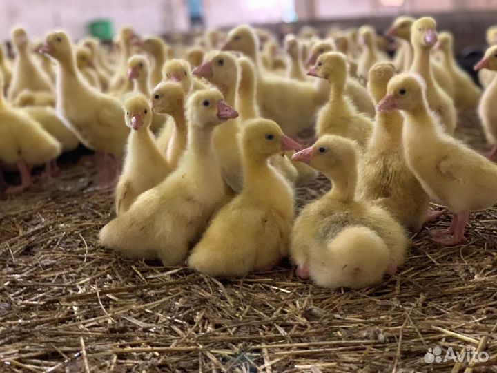 Гусята Линда и Крупно серые