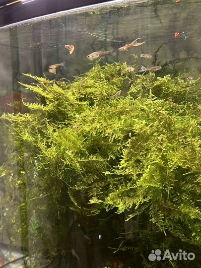 Аквариумное растение