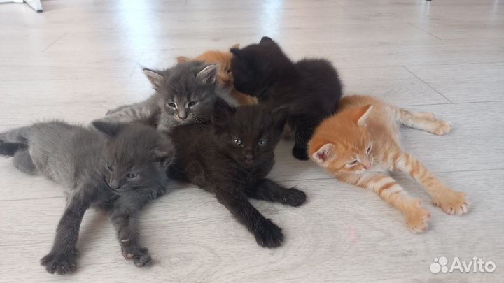 Котята в добрые руки
