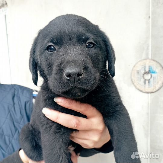 Щенки лабрадора
