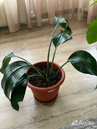 Монстера и эухарис