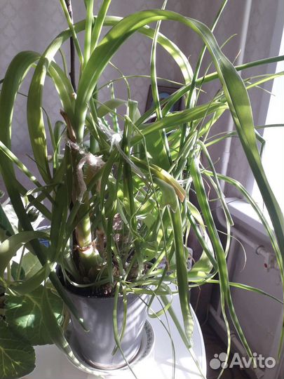 Лук китайский