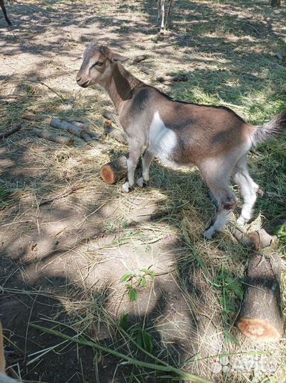 Коза нубийская