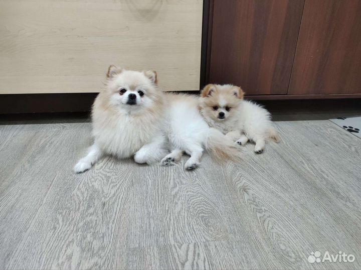 Шпиц на вязку