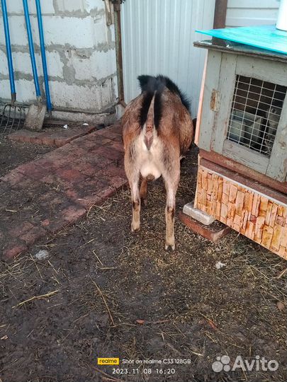 Козел альпийский