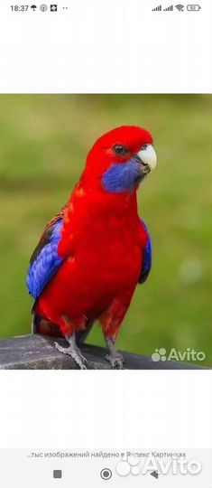 Пенант,птенцы