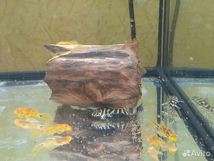 Номерные сомы, гипанциструсы