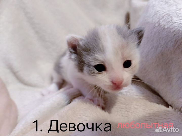 Котята в добрые руки