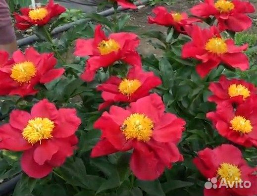 Корни пиона опт и розница