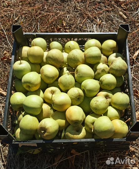 Яблоки оптом