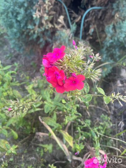 Флоксы многолетние