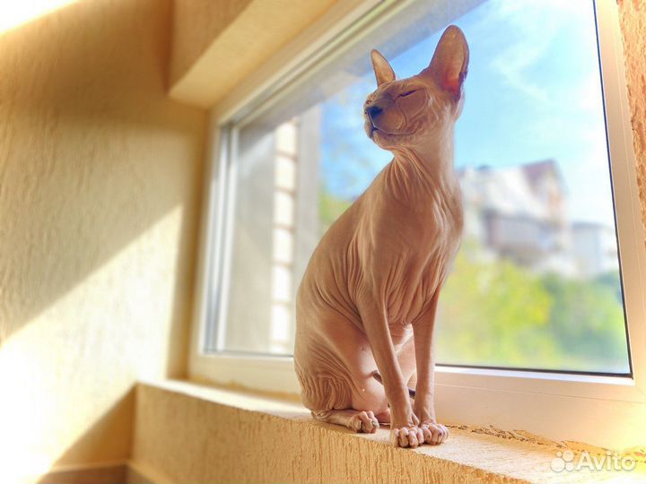 Зоогостиница — передержка в домашних условиях