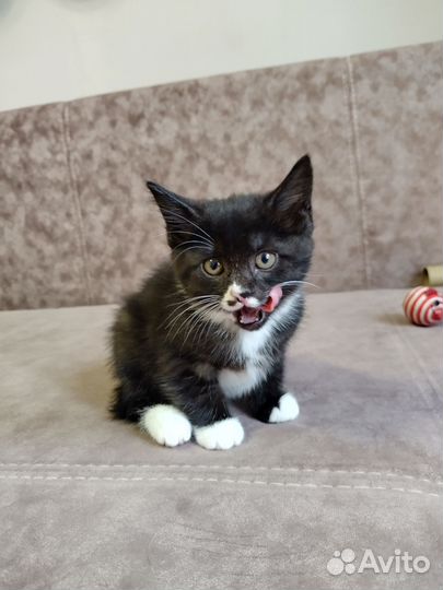 Котята курильский бобтейл, белые