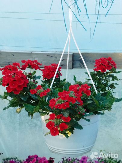 Домашние цветы