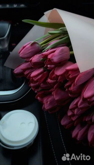 Фиолетовые галландские тюльпаны