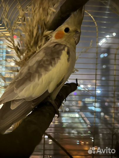 Попугаи корелла