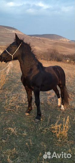 Жеребчик тяжеловоз