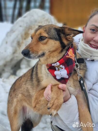 Ася, собака из приюта в добрые руки