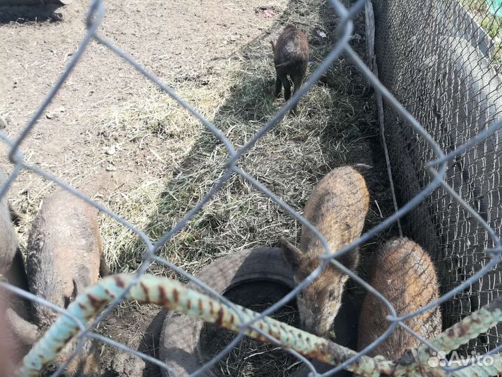 Дикий кабан