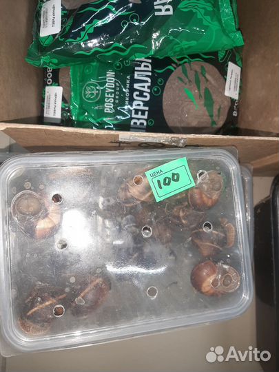 Виноградные улитки живые