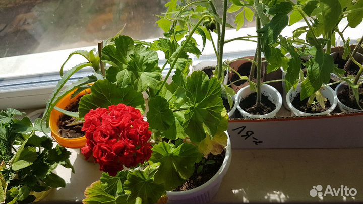 Пеларгония герань