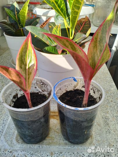 Аглаонема крит